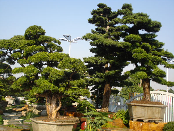 别墅景观设计中的光与影：室外照明如何与植物、硬景融合？